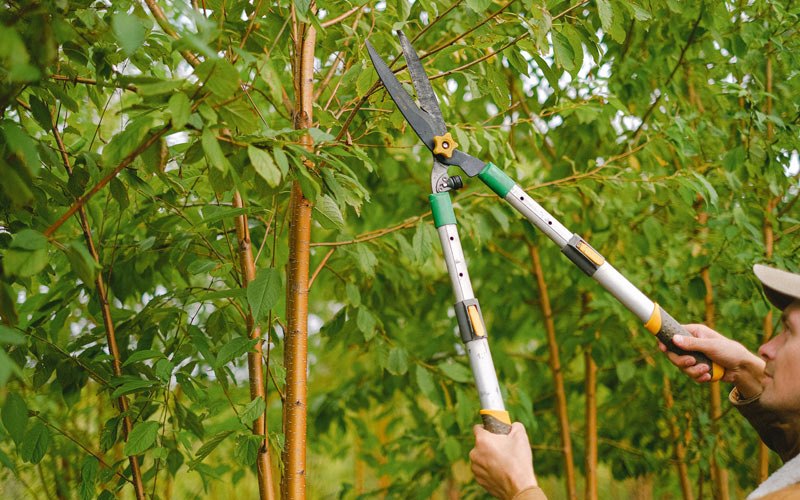 Tree trimming in Mullica Hill, NJ